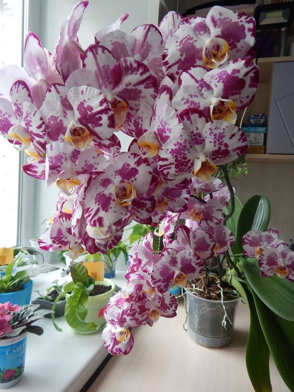Орхидея фаленопсис Россини