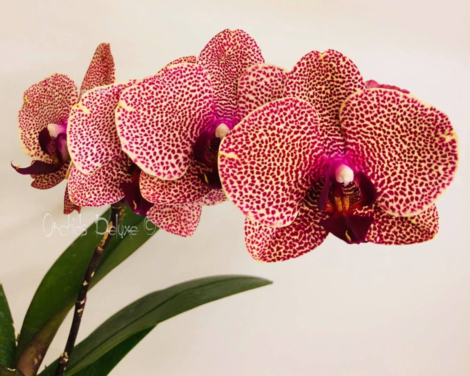 Орхидея фаленопсис Блэк принц