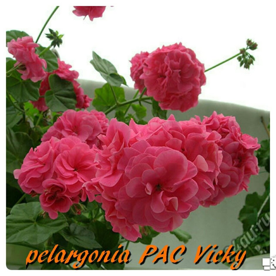 Пеларгония Винтаж Роуз