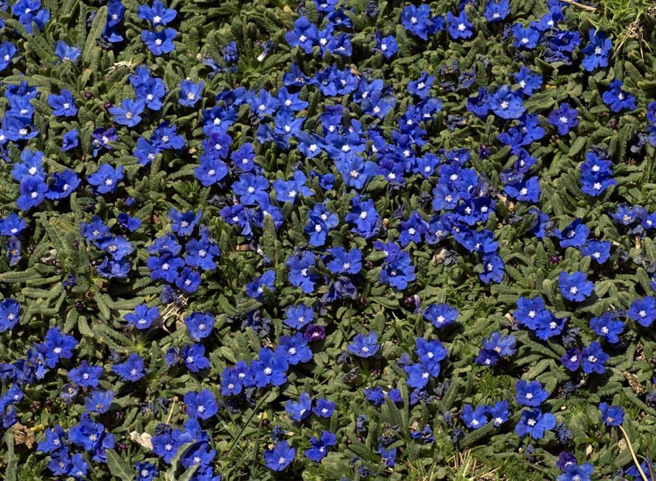 Маленькие синие цветочки название