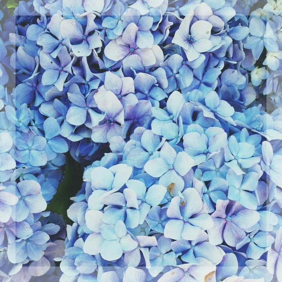 Цветы голубых оттенков
