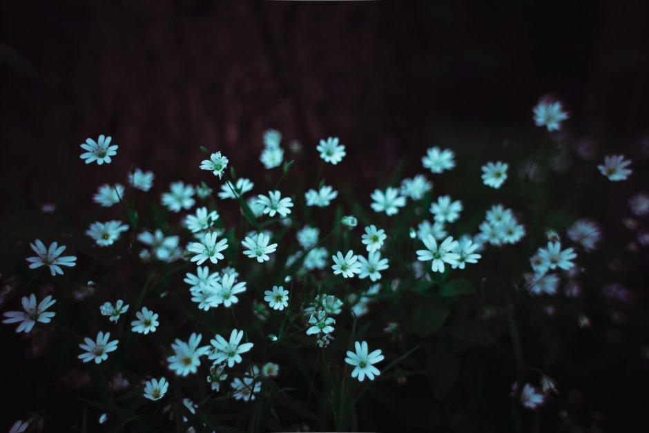 Мелкие цветочки на темном фоне