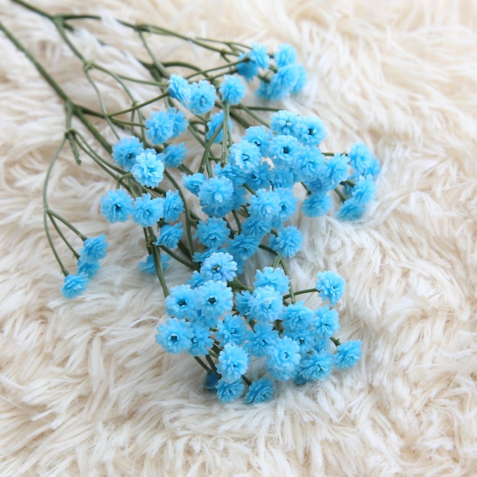 Цветы гипсофила голубые