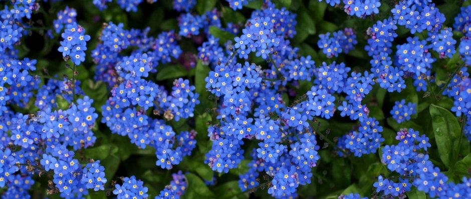 Мелкие цветы на синем фоне