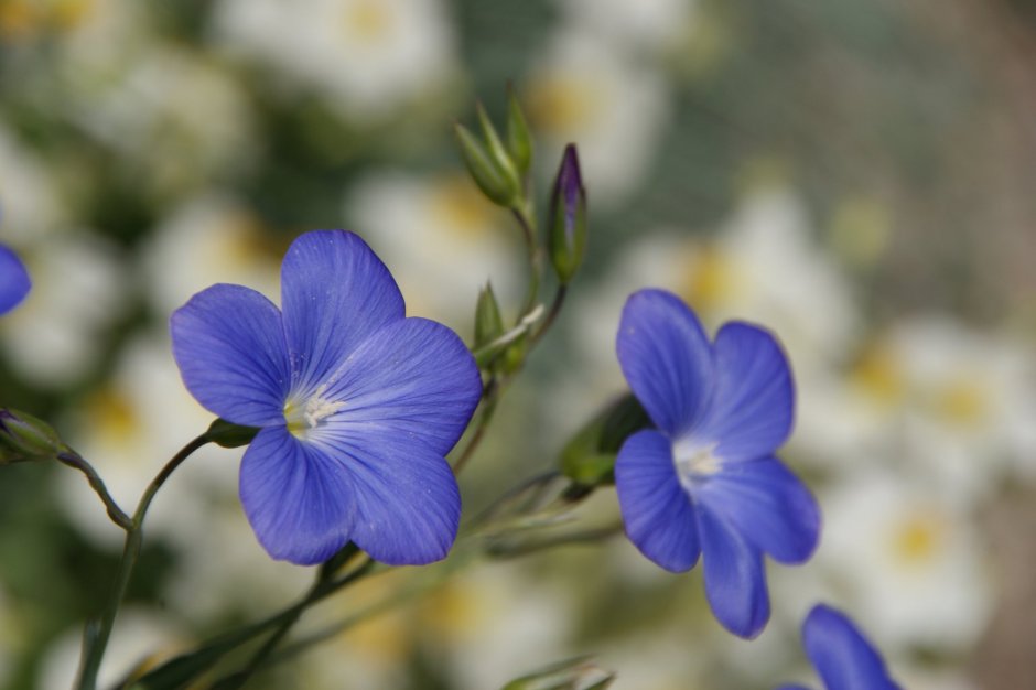 Мелкие голубые цветочки название