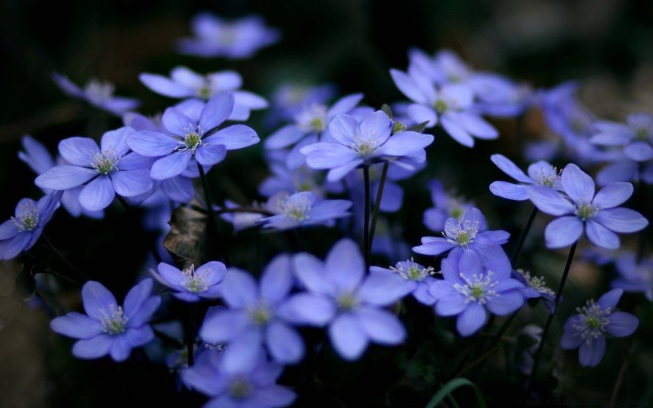 Нежные голубые цветочки
