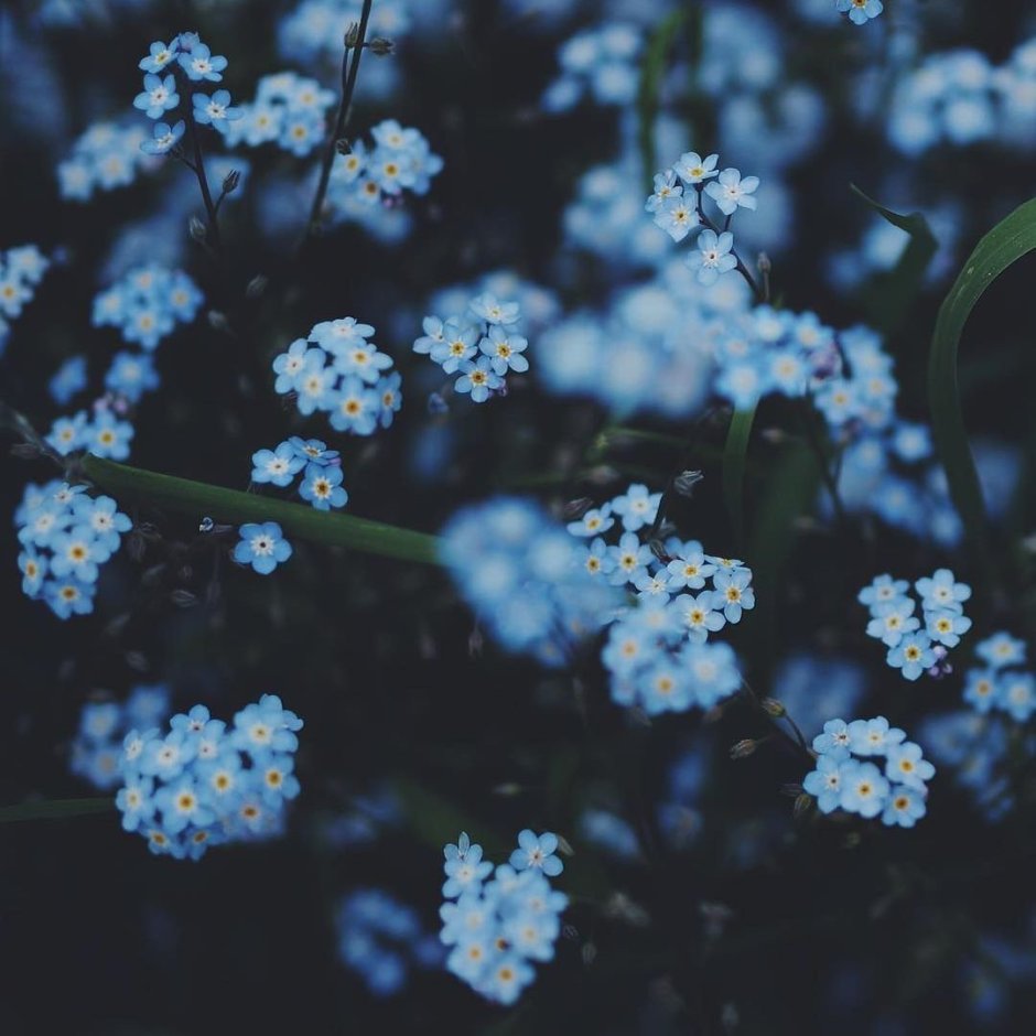 Голубые цветы Эстетика
