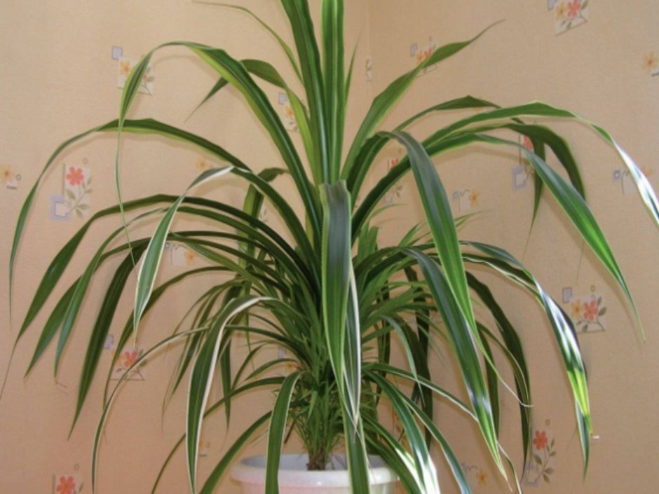 Панданус комнатное растение фото