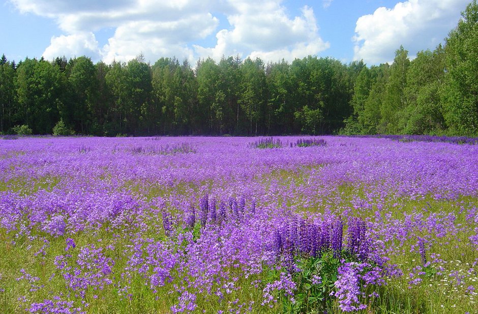 Белорусские цветы