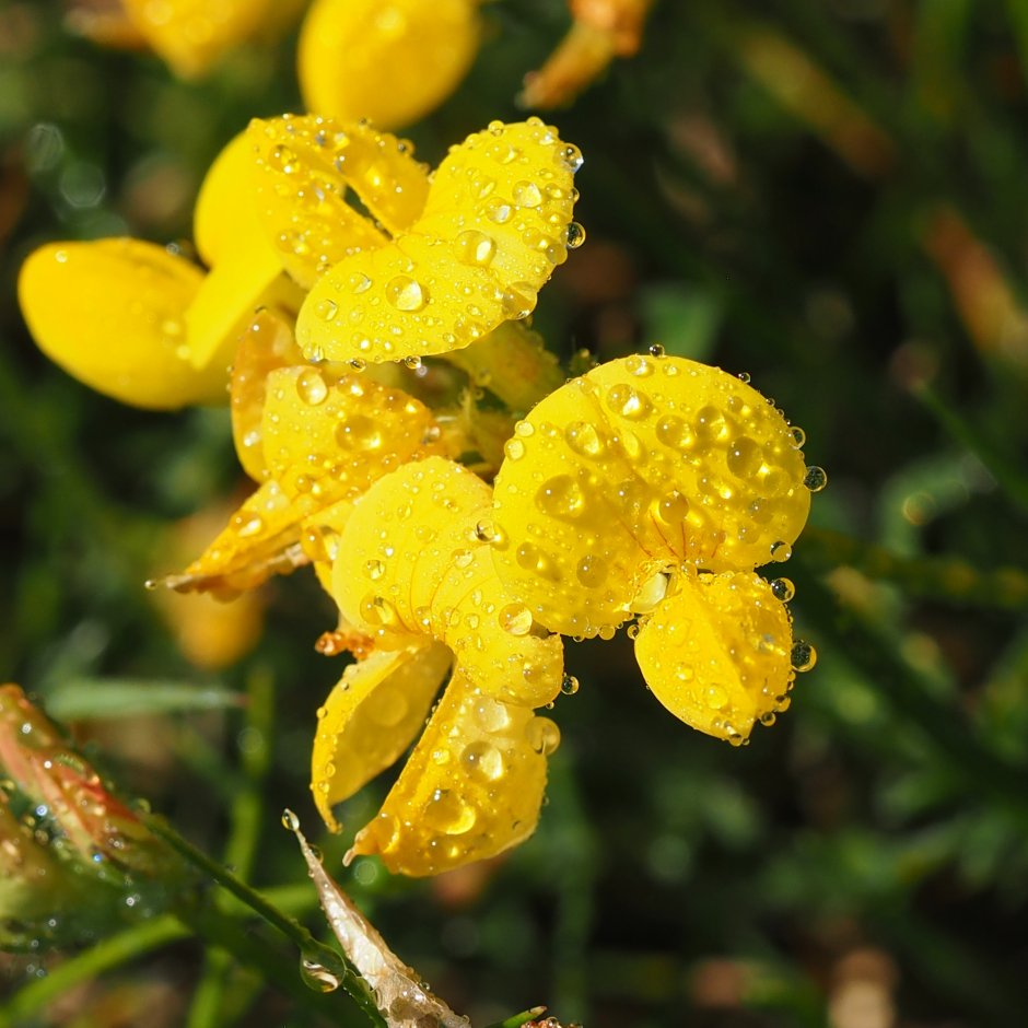 Цветок с желтыми шишечками