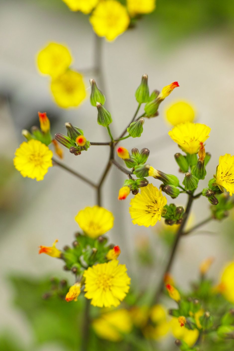 Желтые мелкие цветочки полевые