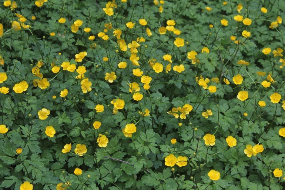 Однолетняя трава Евразия желтые цветы