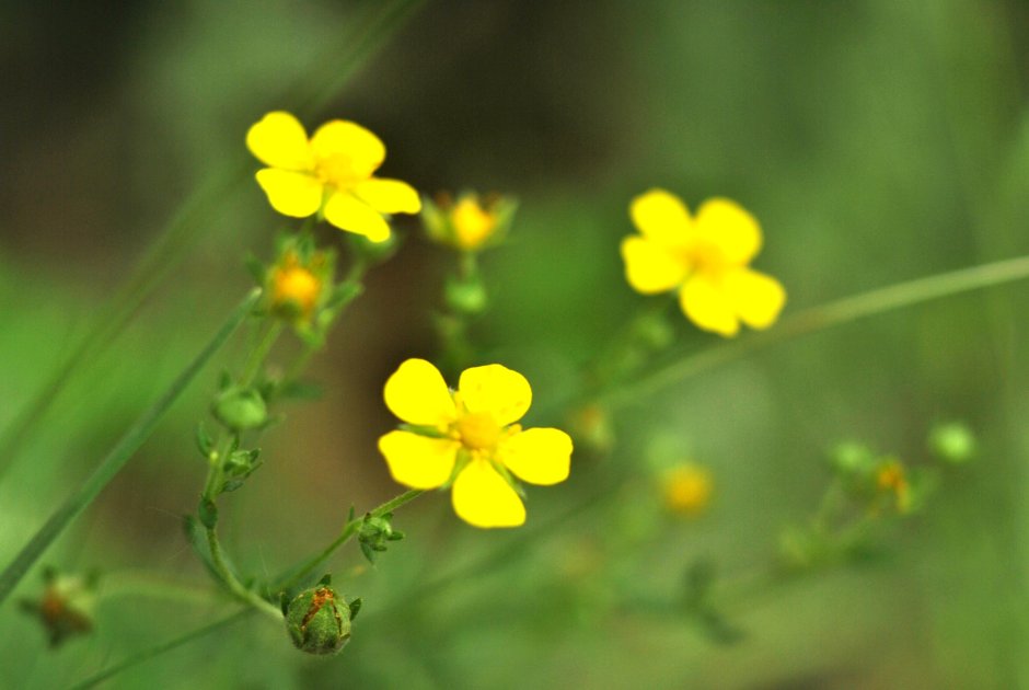 Мелкие желтые цветы