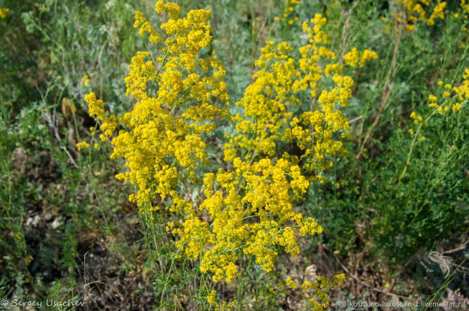 Растение с желтыми цветками
