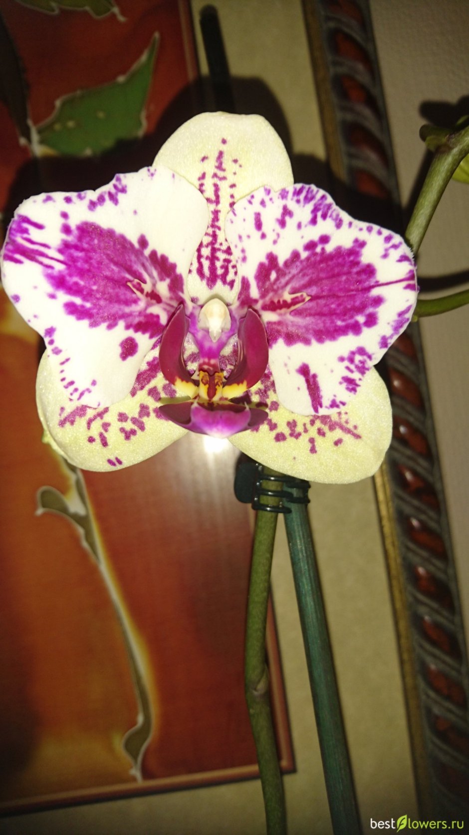 Phalaenopsis Rothschildiana