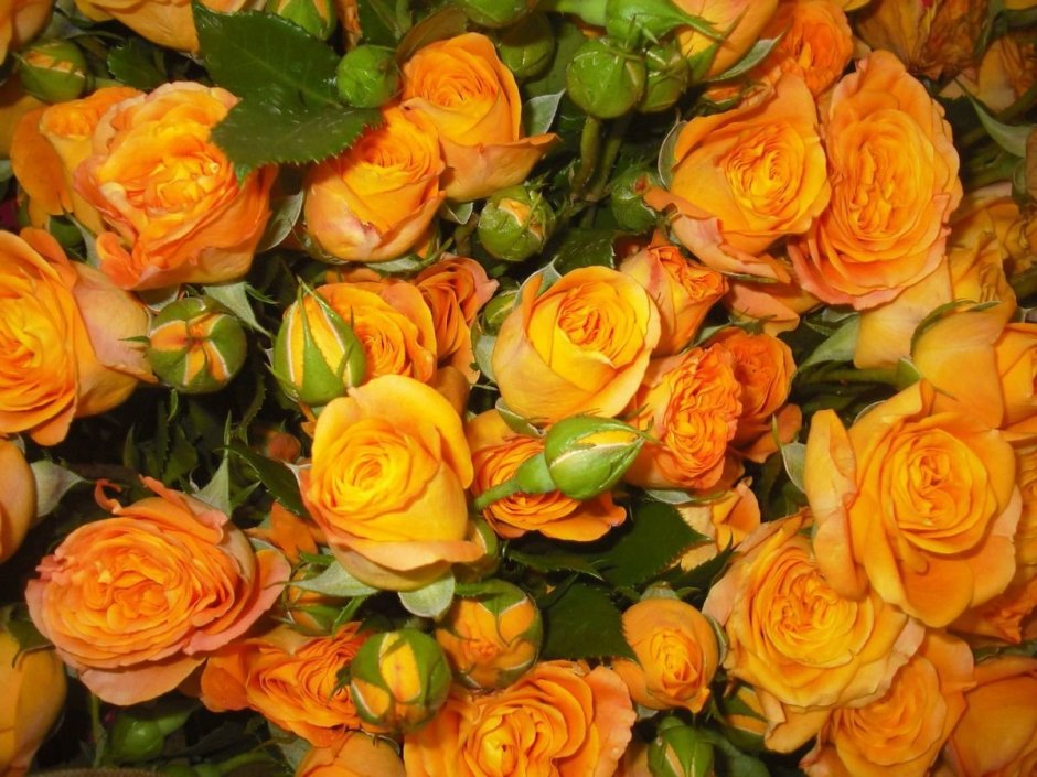 Роза кустовая оранжевая