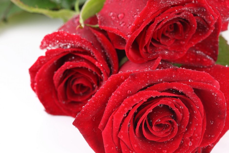 Букет красных роз с росой