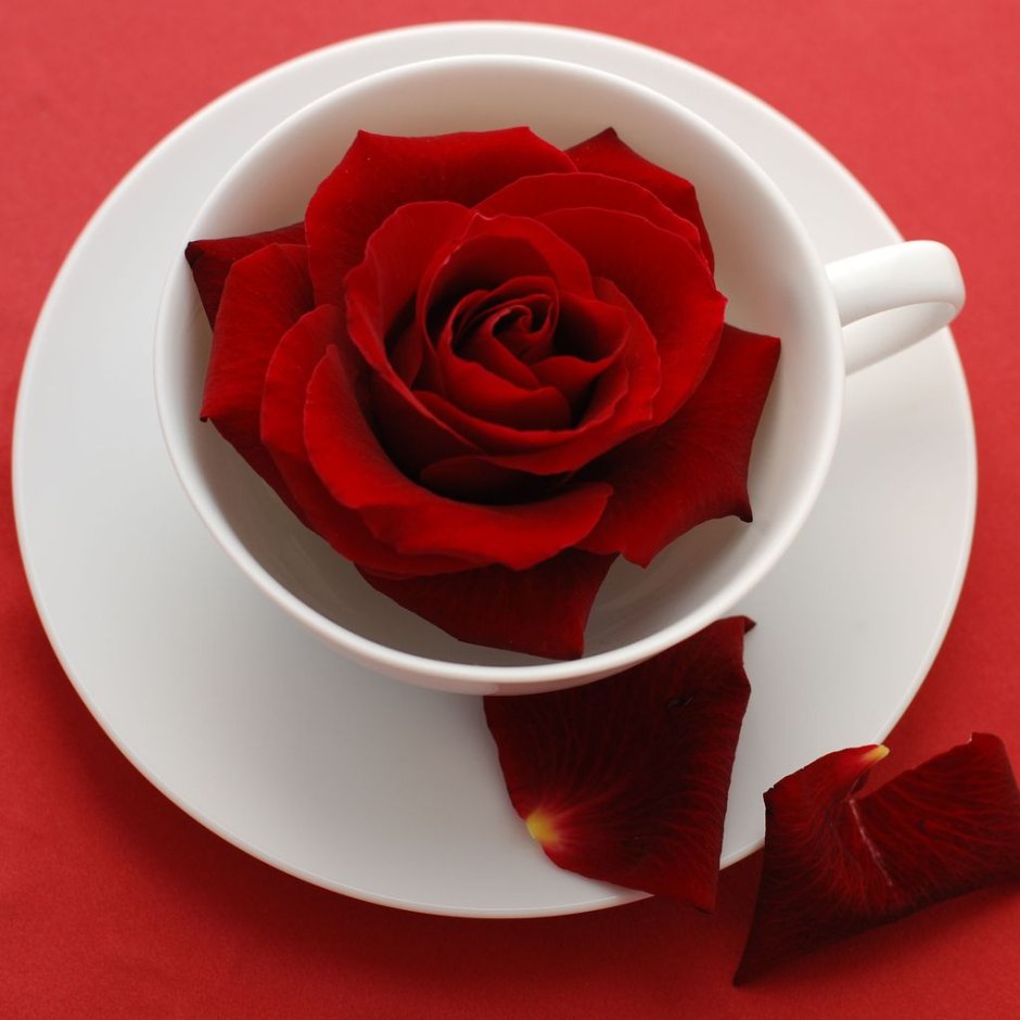 Алые розы и чашечка кофе