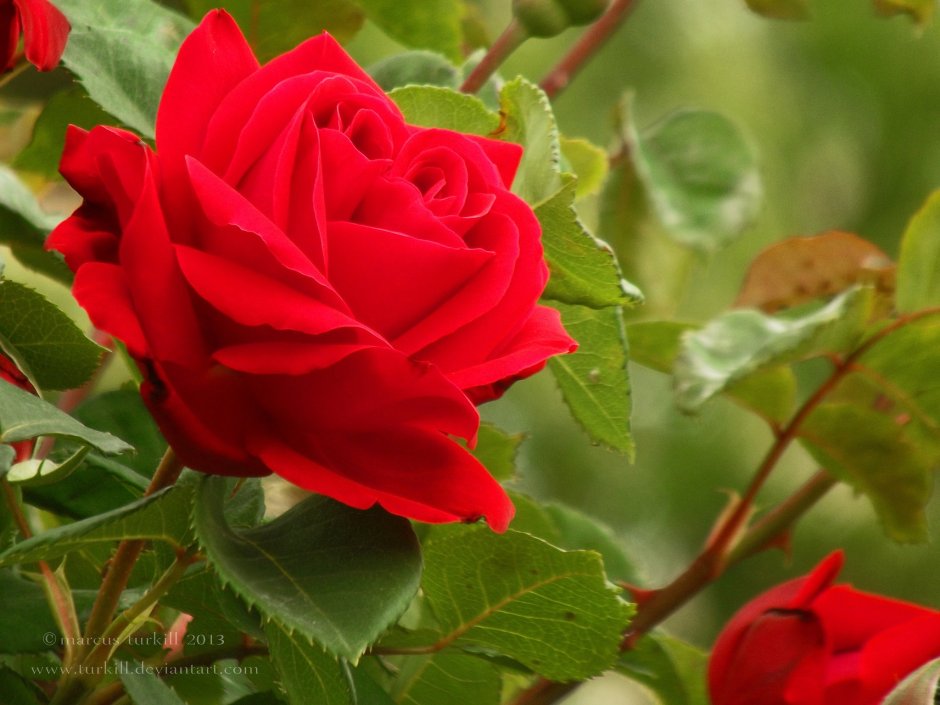 Чайная роза красная кустовая