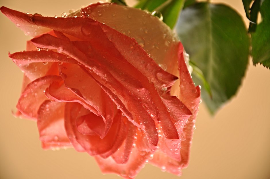 Нежнейшая персиковая роза в росе