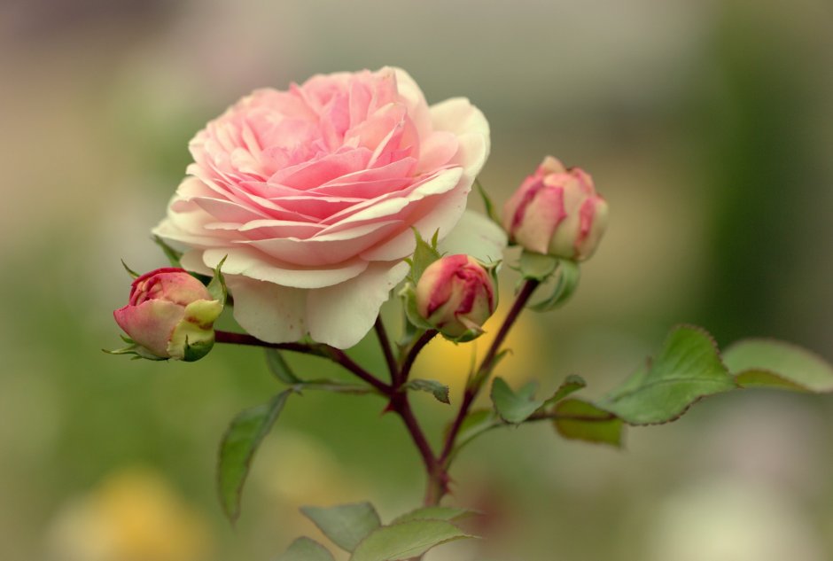 Роза чайно-гибридная ред Наоми