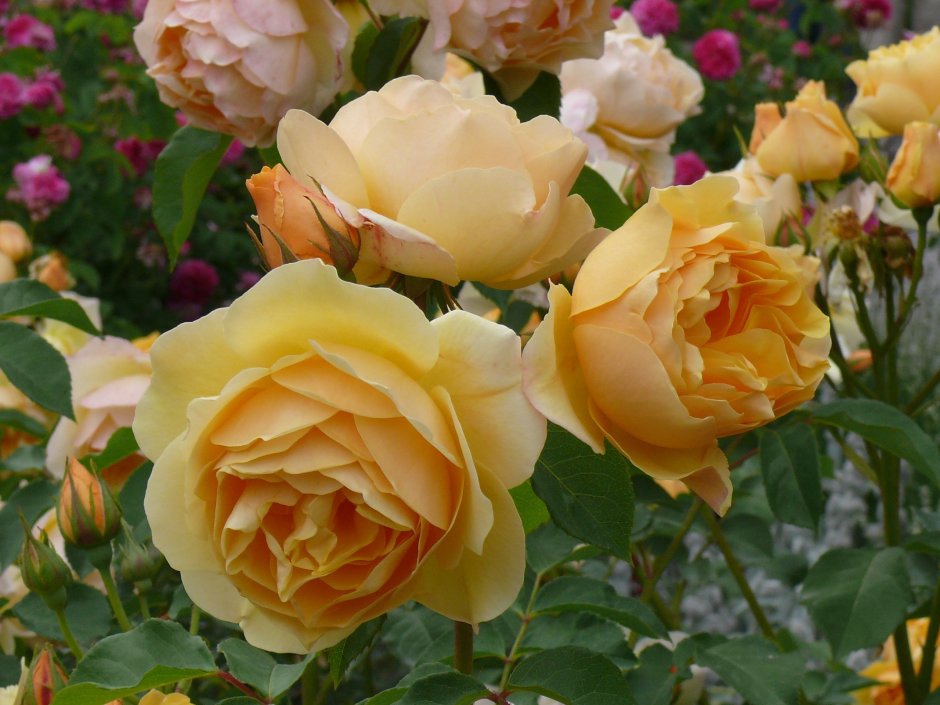 Желтые английские розы сорта
