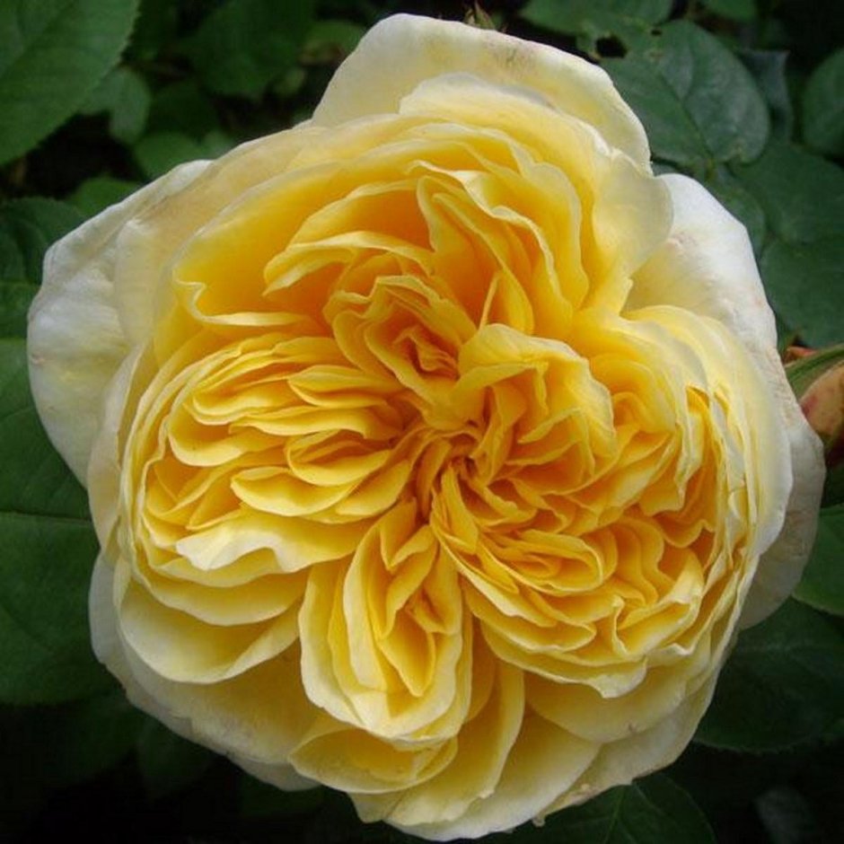 Английская роза Парковая Шарлотта