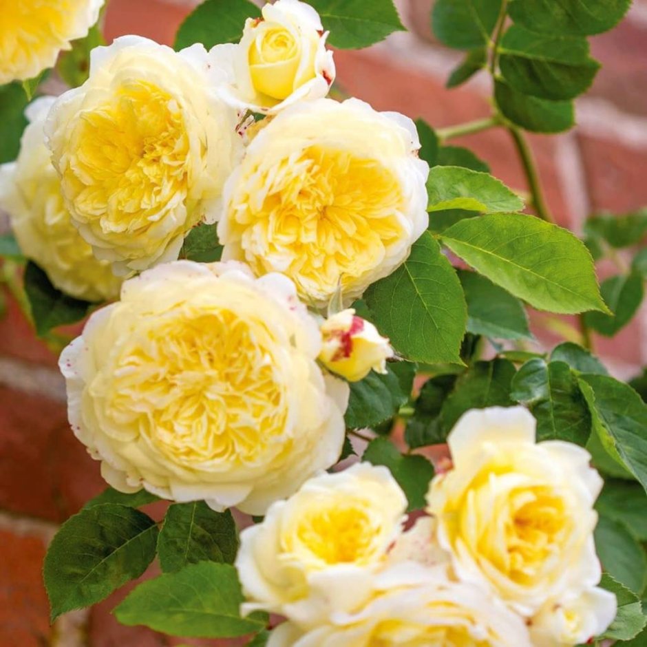 Роза желтая флорибунда грандифлора
