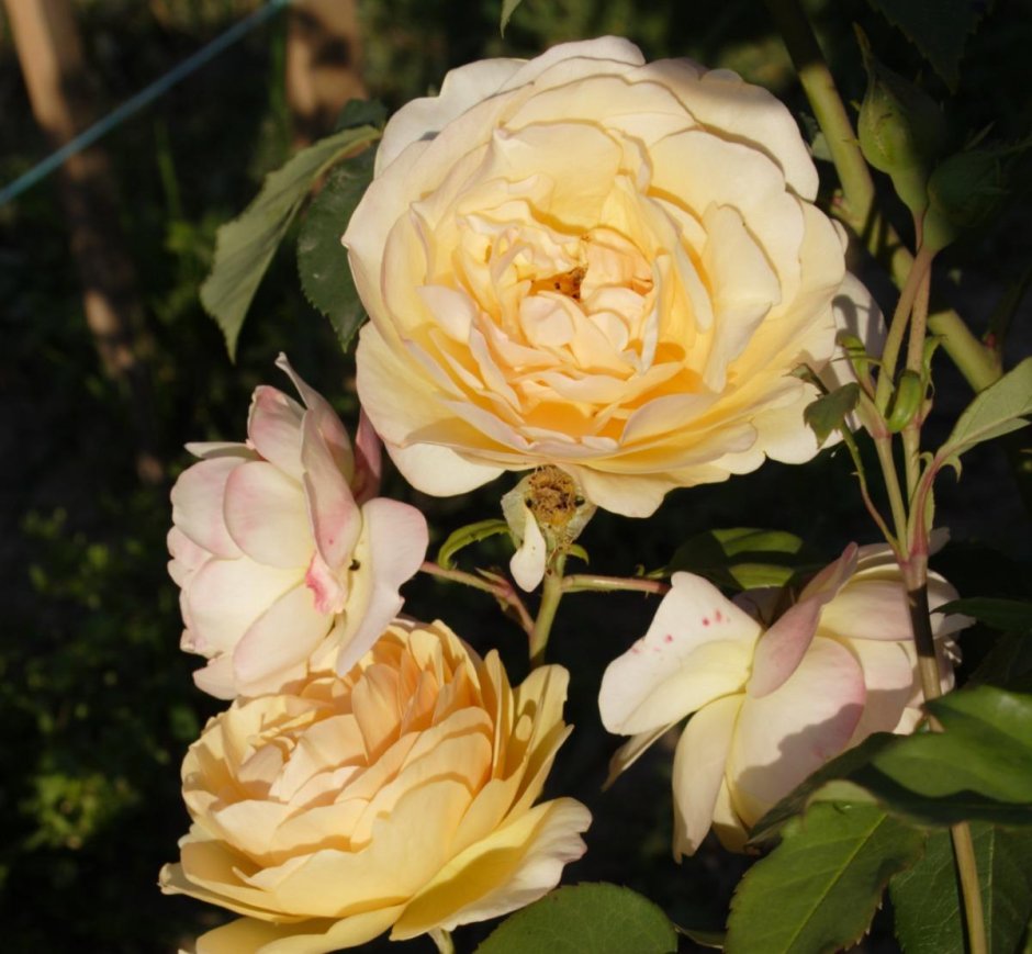 Желтые английские розы сорта