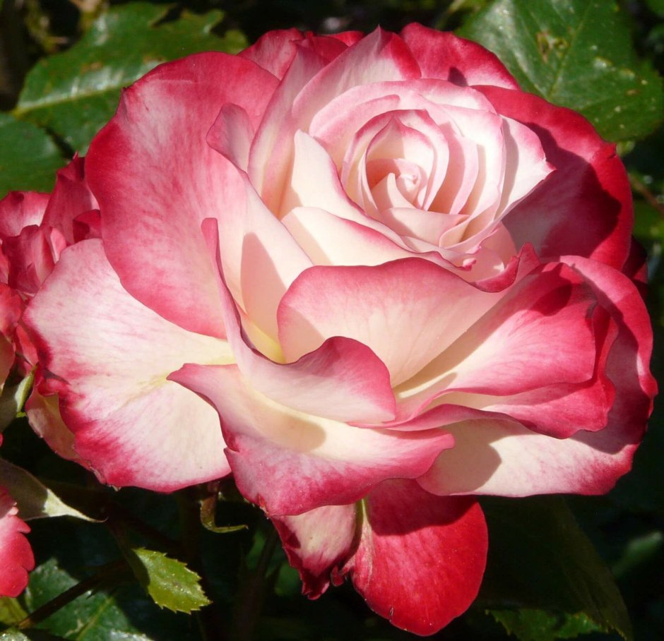 Роза флорибунда принц Монако