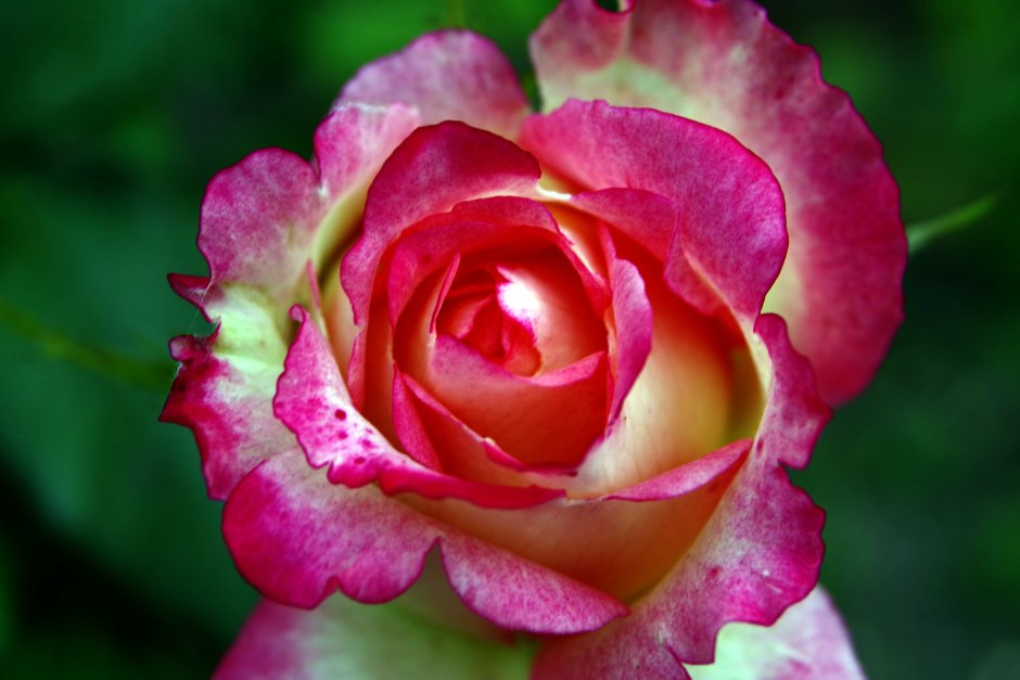 Розовая роза с волнистыми лепестками