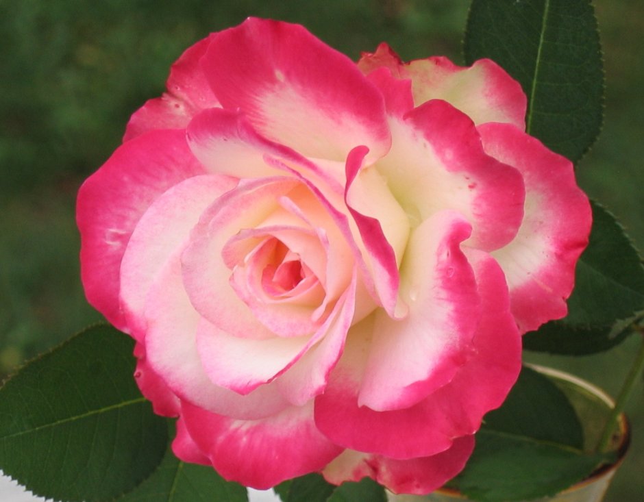 Роза флорибунда черри Парфе