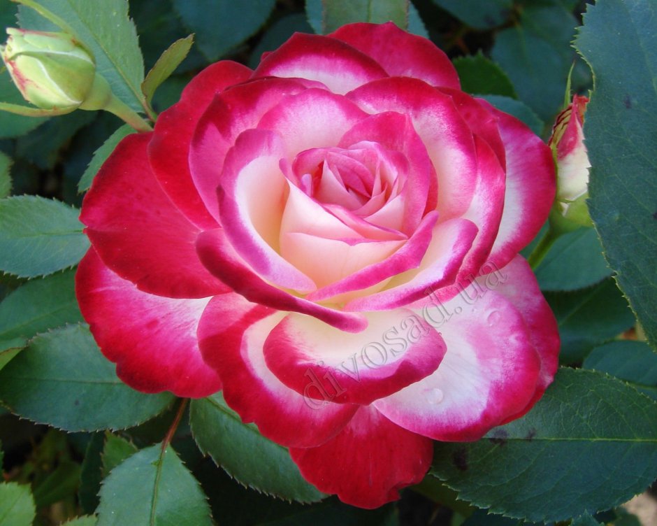Роза чайно-гибридная Gaujard