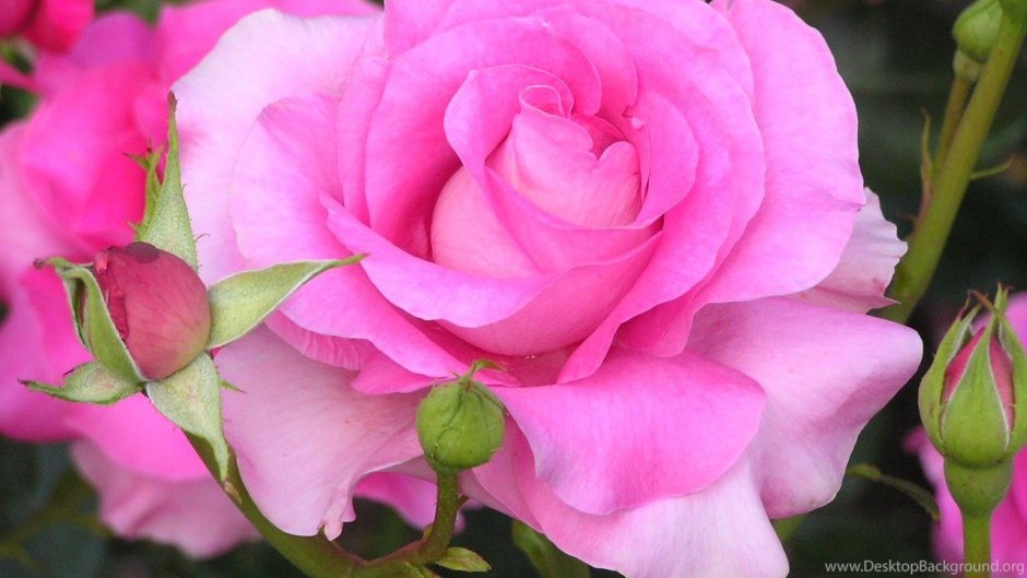 Роза флорибунда Пинк