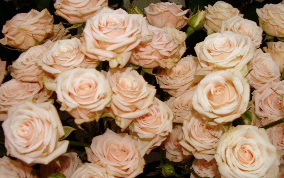 Цветы роза чайная кустовая
