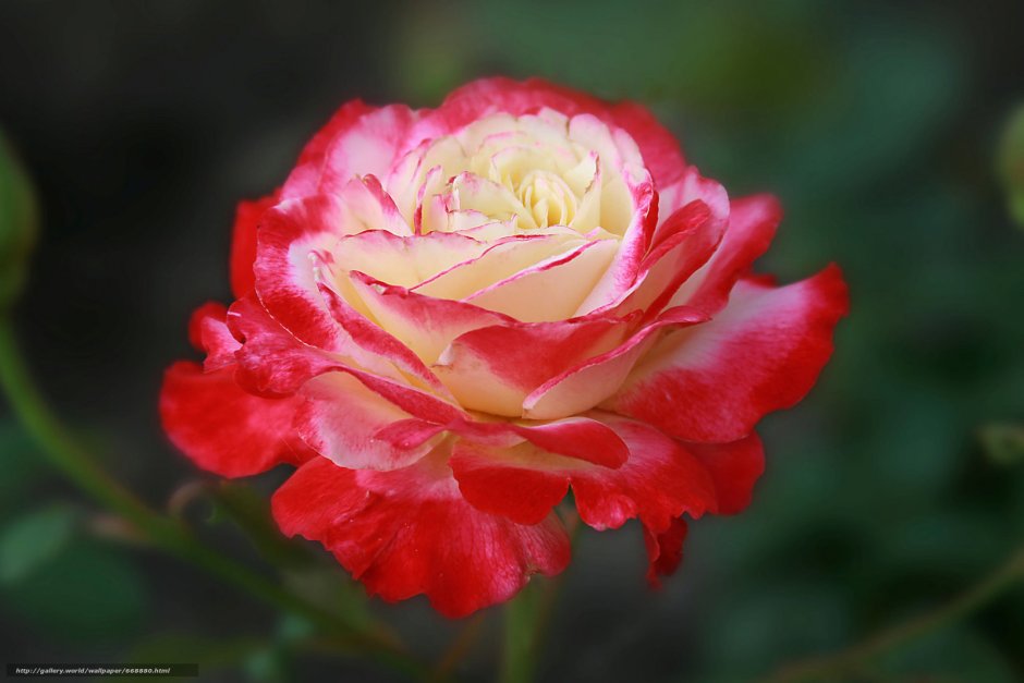Роза Seville