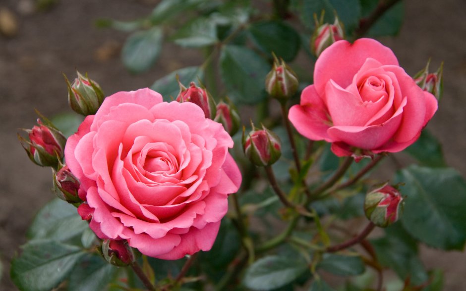 Bella Rosa роза флорибунда