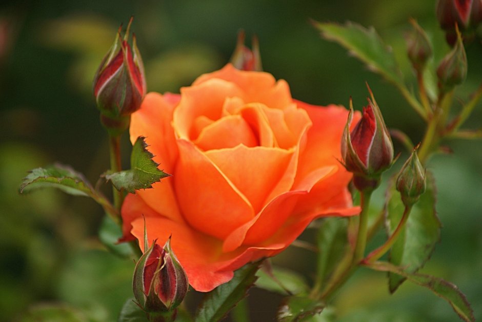 Роза Дрим оранж