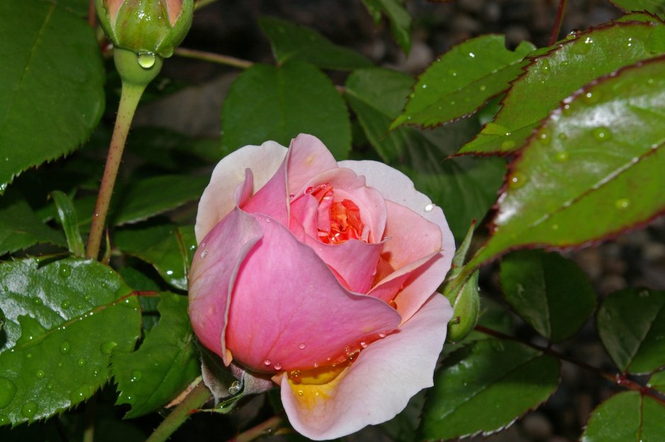 Флорибунда роза бутоны