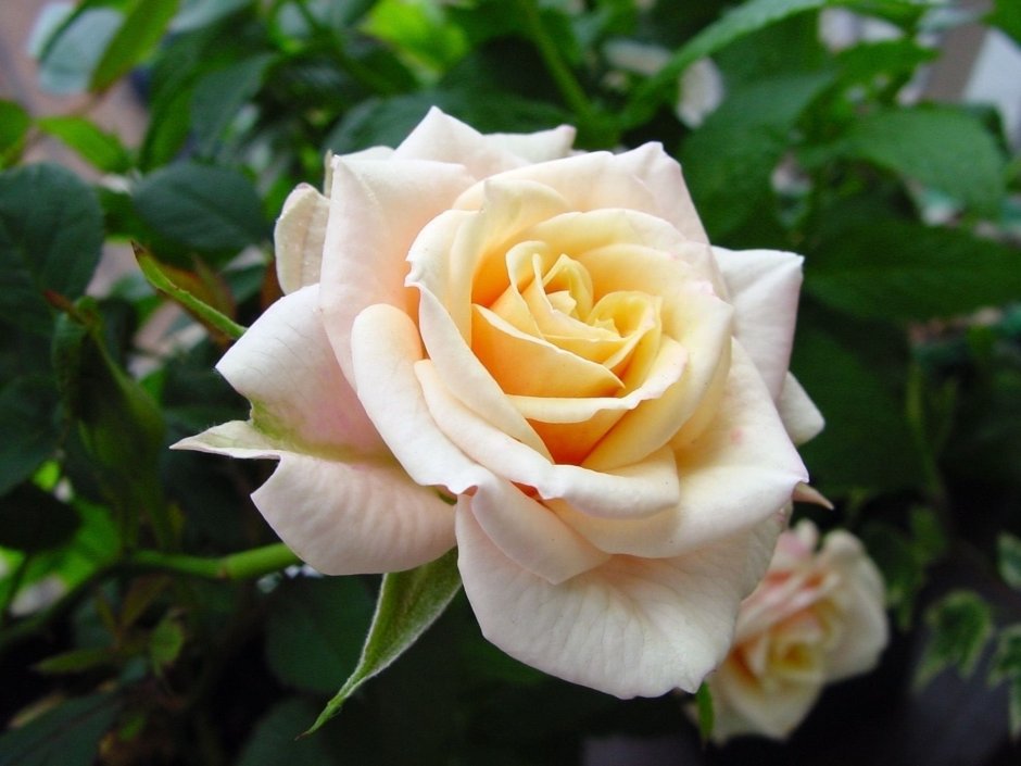 Роза чайно-гибридная Эмми