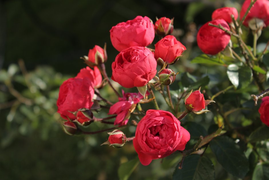 Роза флорибунда кустовая