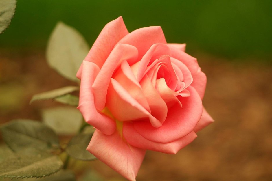 Роза чайно-гибридная Латин леди
