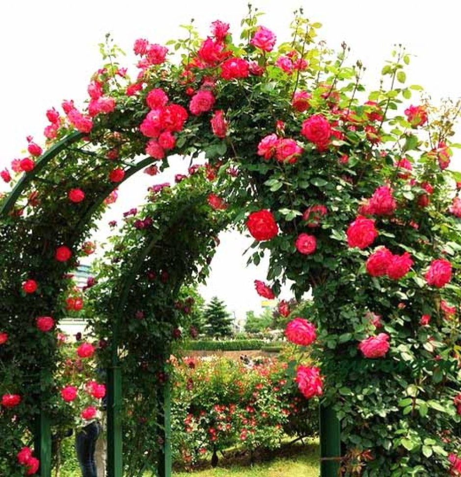 Butchart Gardens, Канада розарий