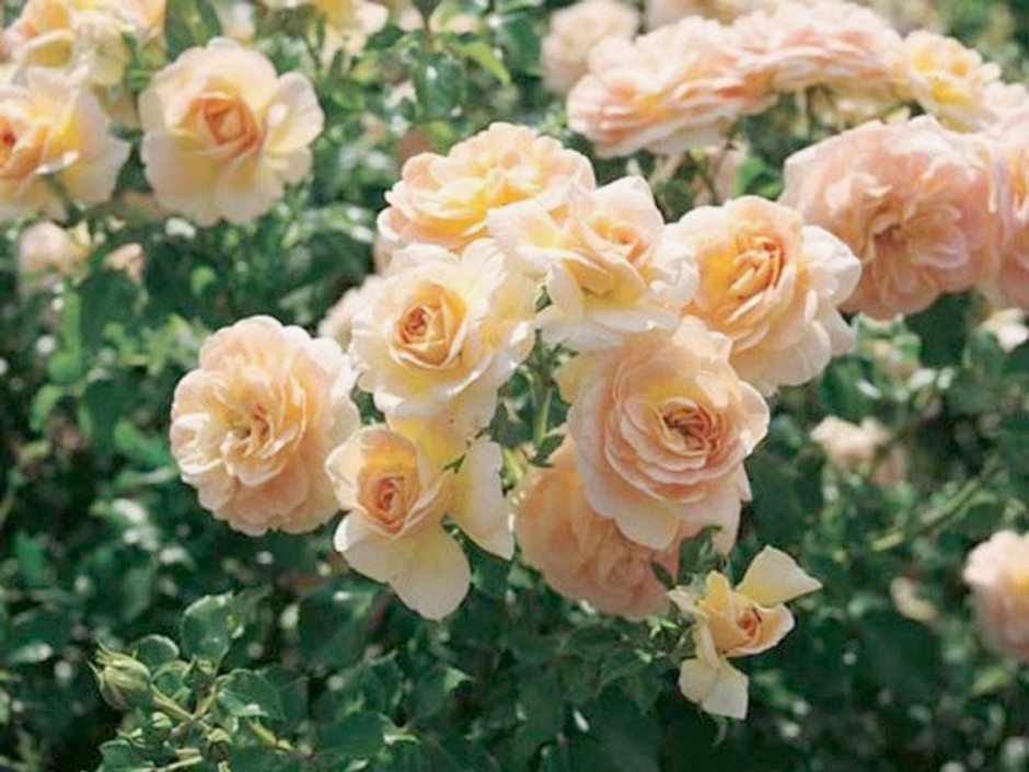 Concerto 94 флорибунда розы