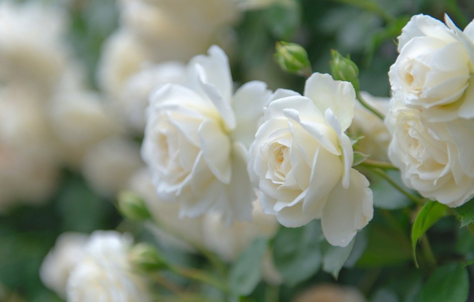 Роза Парковая белая