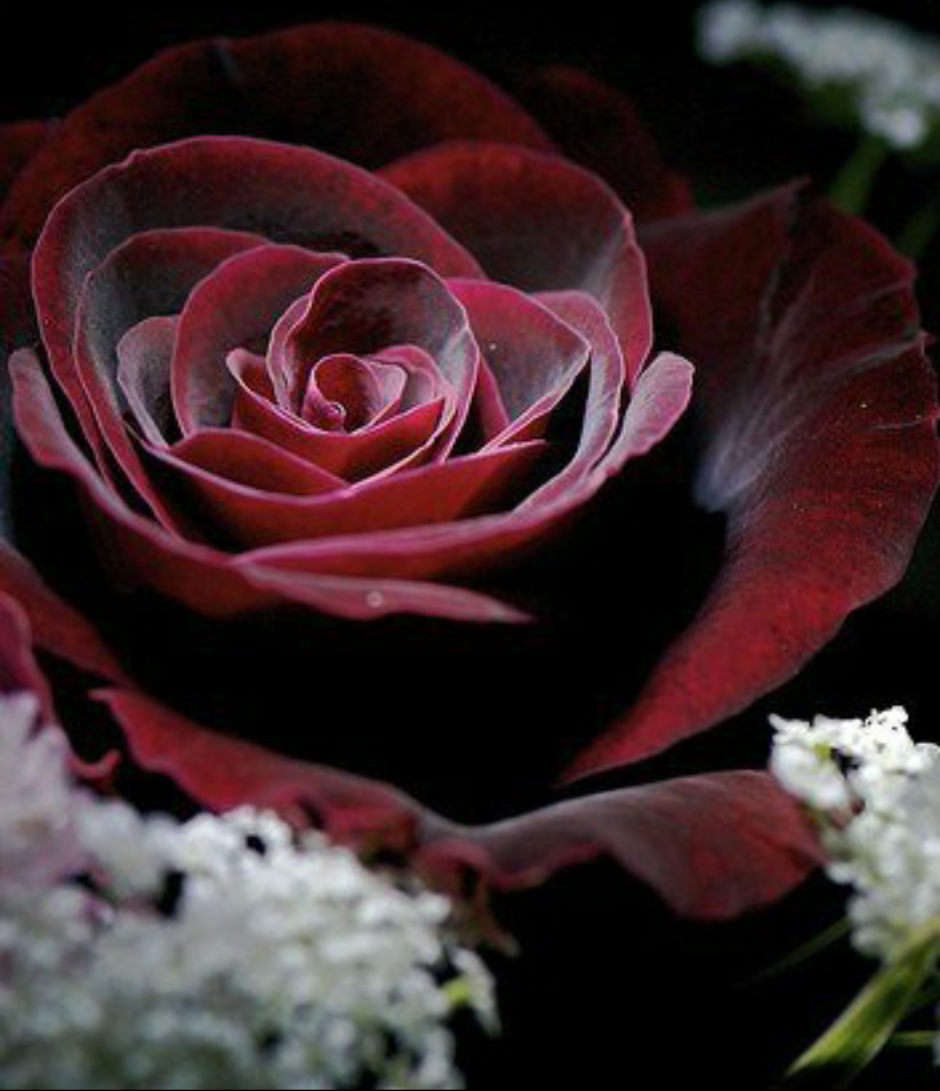 Красивые бархатные розы