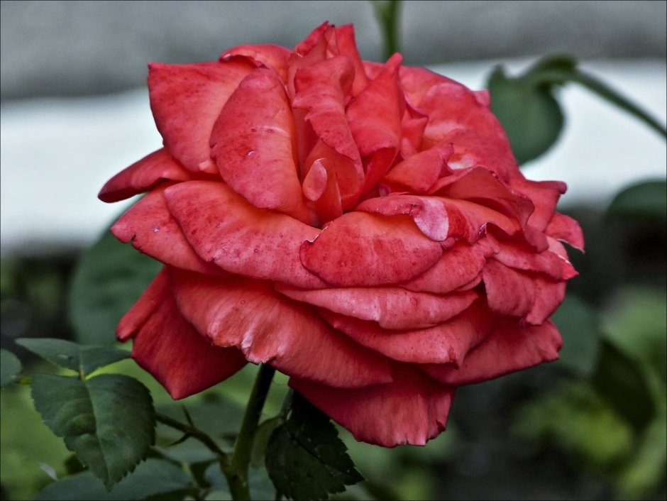 Valentino роза