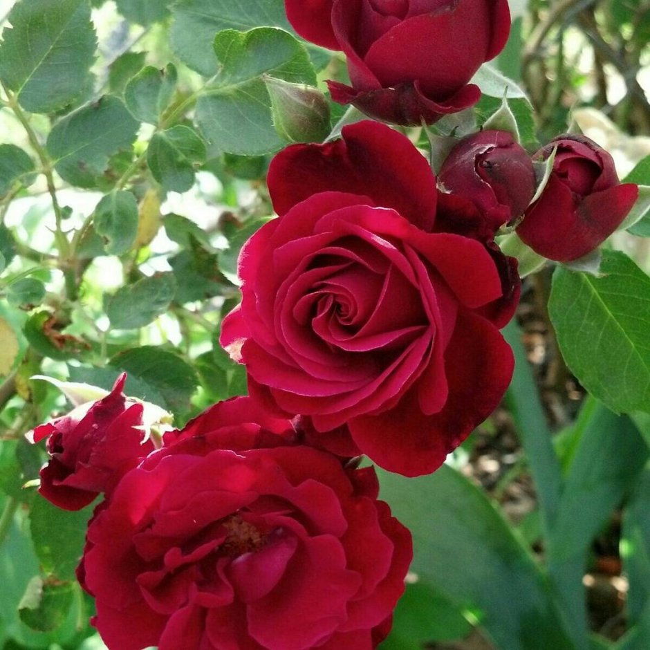 Плетистая роза Heidelberg