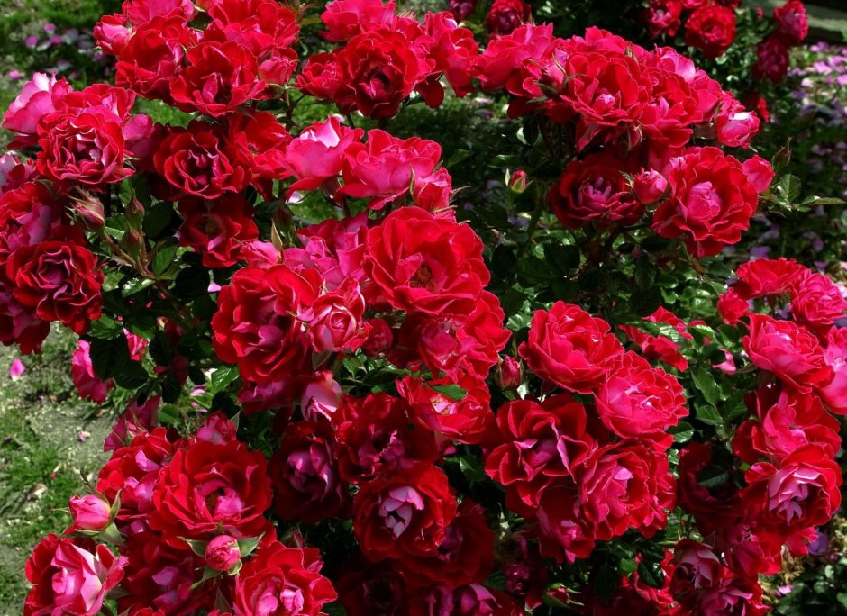 Роза плетистая красная Дон Жуан