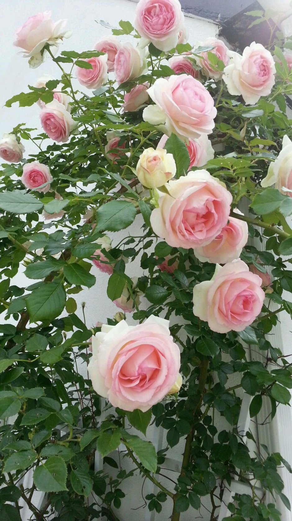 Роза аллевья